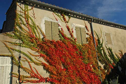 Wilder Wein im feurigen Herbstkleid