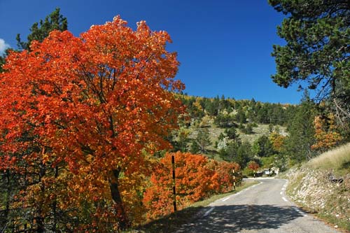 Herbstfarben am Mt. Ventoux