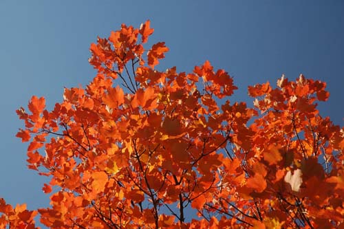 Herbstfarben am Mt. Ventoux