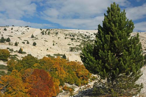 Herbstfarben am Mt. Ventoux