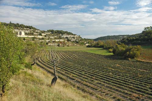 Lavendelfelder bei Buoux im Luberon