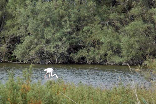 Flamingo am Etang de Vaccarès