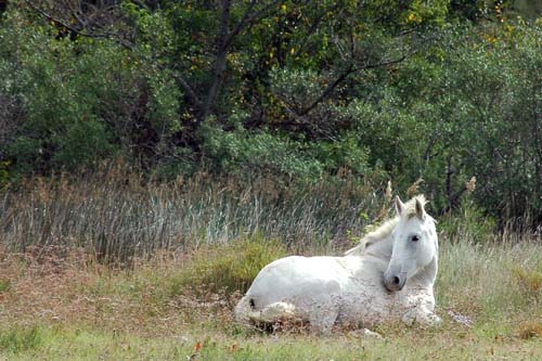 Camarguepferd