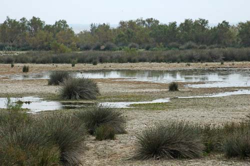 Feuchtgebiet in der Camargue