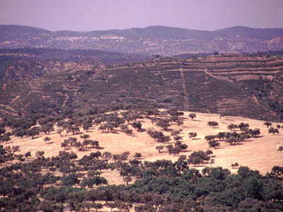 Korkeichen in der Sierra Morena