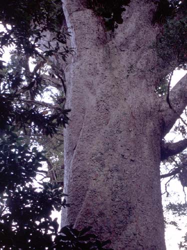 Der mchtige Stamm eines alten Kauri-Baumes