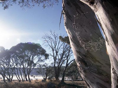 Der Morgentau im Spinnennetz