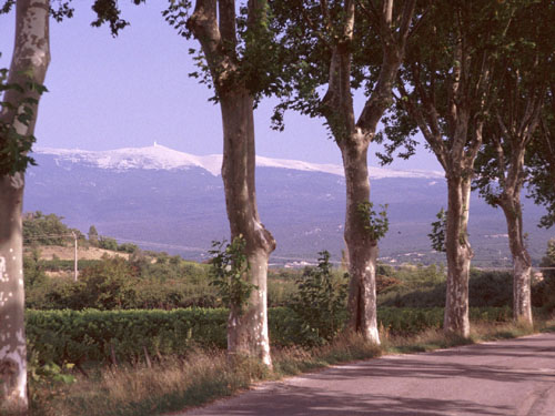 Die weisse Kalkkuppe des Mt. Ventoux weist den Weg