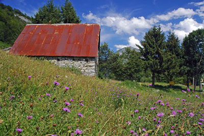 Blumenwiese am Col de Latrape